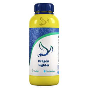 Dragon Fighter