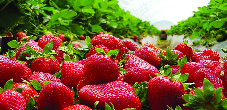 Dragon Soluble Powder