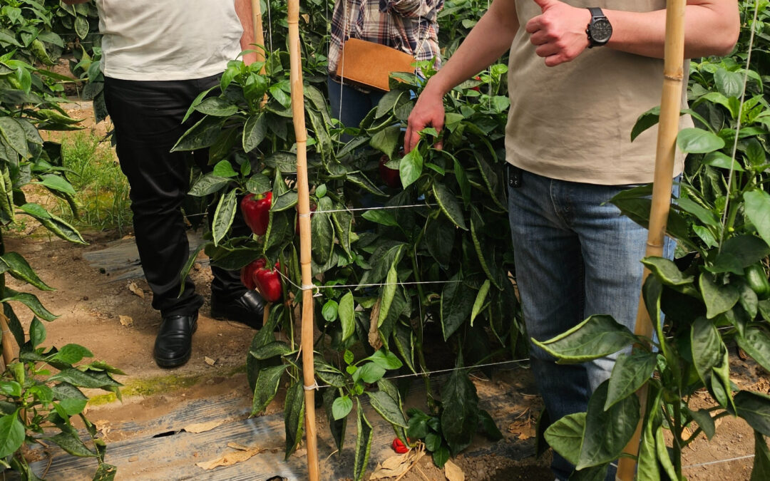 Observaciones de campo: pimiento rojo dulce con pasta Dragon 6-40-11 +13CaO