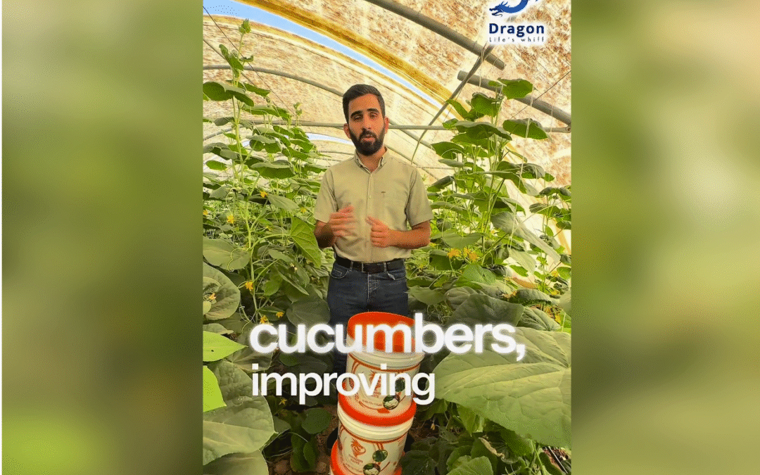 Ensayo de campo en pepino: pasta Typhoon 6-40-13 + 11CaO