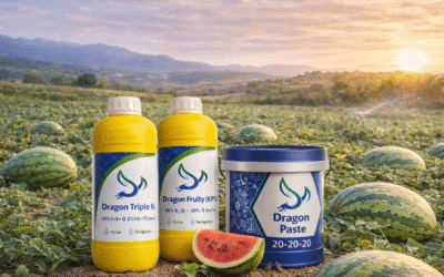 Programmes de fertilisation spécifiques aux cultures pour agrumes, olives, tomates et pastèques avec les produits Dragon Agricultural