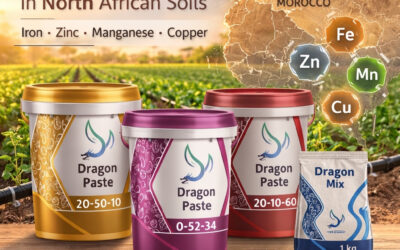 Résoudre les carences en micronutriments dans les sols nord-africains : solutions en fer, zinc, manganèse et cuivre de Dragon Agricultural