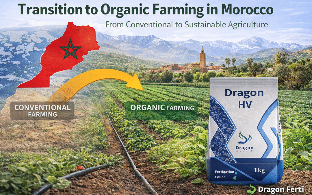 Passer à l’agriculture biologique sans perte de rendement : une feuille de route avec Dragon Agricultural