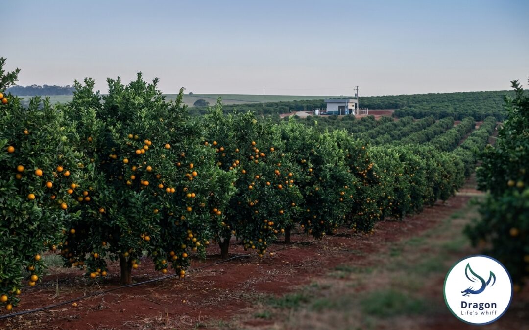 Specialty Fertilization for Brazilian Export Agriculture: Citrus, Coffee, and the Path to Premium Yields