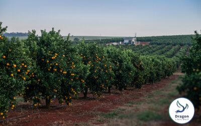Specialty Fertilization for Brazilian Export Agriculture: Citrus, Coffee, and the Path to Premium Yields