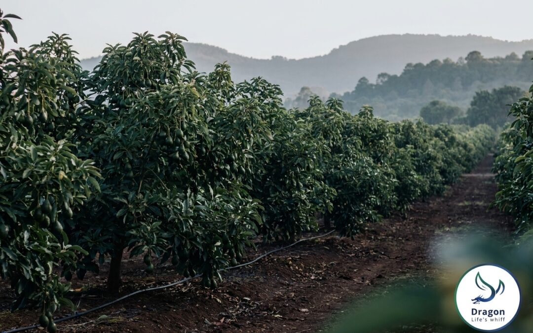 Lush orchard with rows of trees - Dragon Ferti