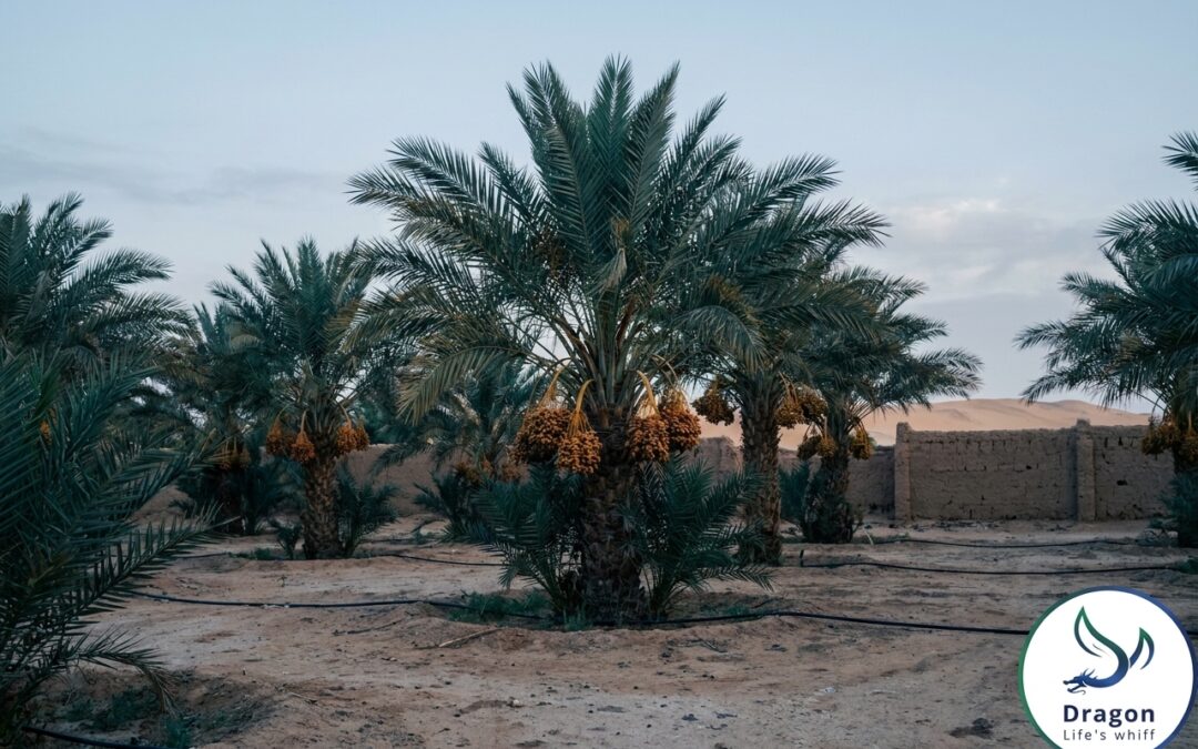 Date Palm Fertilization in Egypt: NPK and Micronutrient Programs for High-Yield Orchards
