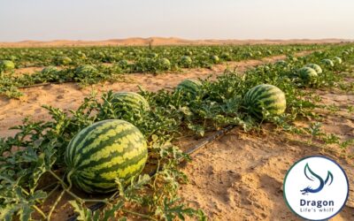 Watermelon Fertilization in Algeria: A Field-Proven NPK Program for Higher Yields and Better Fruit Quality