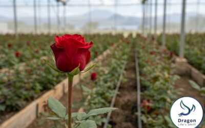 Cut Flower Fertilization for Kenyan Exporters: Fertigation Programs That Meet European Quality Standards