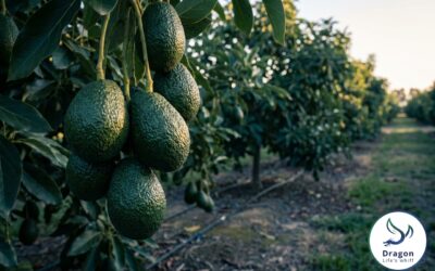Avocado Fertilization in Mexico: Calcium, Boron, and NPK Programs for Export-Quality Hass Production