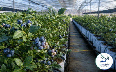 Blueberry Fertilization in Peru: Specialty NPK Programs for the World’s Top Blueberry Exporter