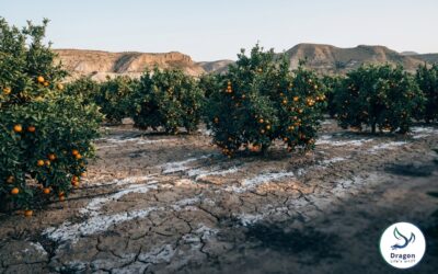Salinity and Alkaline Water: Managing Fertilizer Programs in Difficult Irrigation Conditions