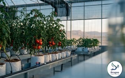 Greenhouse and Protected Cultivation: Building a Precision Fertigation Program