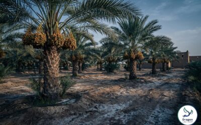 Fertilizer Solutions for Iraqi Agriculture: Dates, Wheat, and Vegetables in Saline Conditions