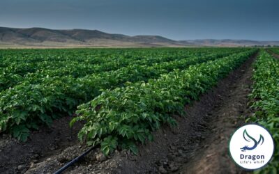 Potato Fertilization in Algeria: Nutrient Programs for High-Yield Commercial Production