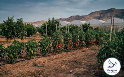 Fertilizer for Jordan Valley Agriculture: Manufacturing for Vegetables, Citrus, Stone Fruit