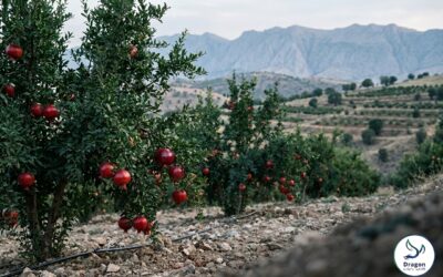 Fertilizer Programs for Kurdistan: Wheat, Vegetables, and Highland Orchards