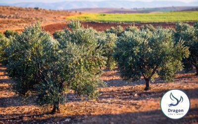 Rebuilding Syrian Agriculture: Fertilizer Programs for Olives, Wheat, and Vegetables