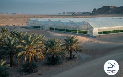Fertilizer Solutions for Saudi Arabia: Date Palm, Protected Vegetables, and Desert Agriculture