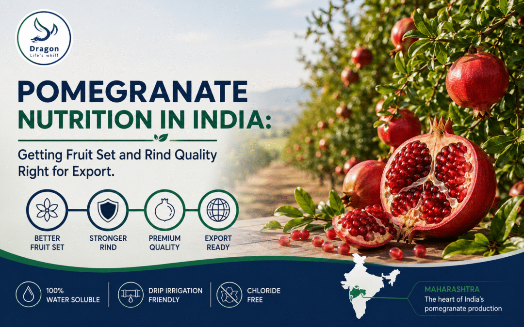 Pomegranate Nutrition in India: Getting Fruit Set and Rind Quality Right for Export