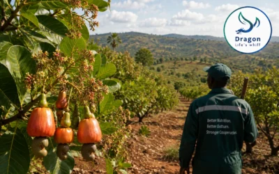 Cashew Nutrition on the Makonde Plateau: Boron, Zinc and Kernel Outturn