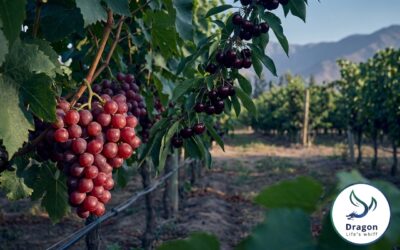 Table Grape and Cherry Fertilization in Chile: Calcium and Potassium for Export-Grade Fruit