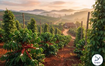 Coffee and Pepper Fertilization in Vietnam: NPK and Micronutrient Programs for the Central Highlands