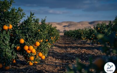 Citrus Fertilization in Egypt: Nutrient Programs for Orange and Mandarin Export Production