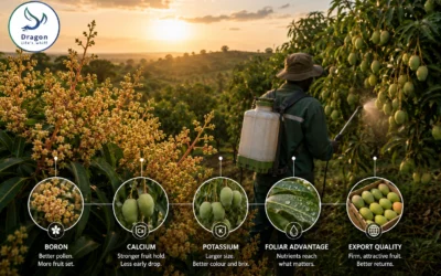 A thousand flowers, a handful of mangoes: fixing fruit set in Ghana