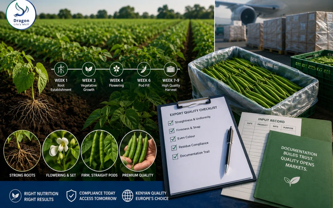 Seven weeks to get it right: French bean nutrition for European buyers