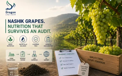 Table grapes in Nashik: nutrition that has to survive an audit