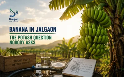 Banana in Jalgaon: the potash question nobody asks