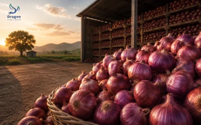 Onion in Nashik: the crop that gets paid months after harvest