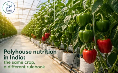 Polyhouse nutrition in India: the same crop, a different rulebook