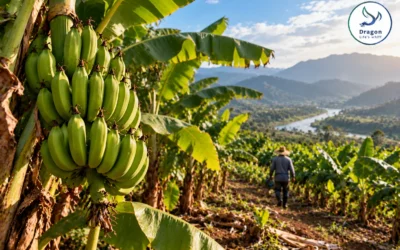 Banana in Ecuador after Fusarium TR4: what nutrition can and cannot do