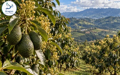 Hass avocado in Colombia: feeding a tree that never finishes a season