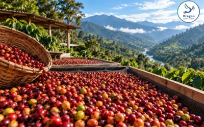 Coffee in Peru: the world’s organic leader and its yield problem