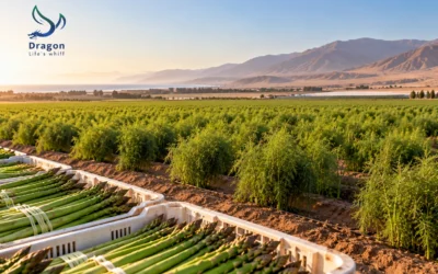 Asparagus in Peru: feeding a crop that sleeps on command