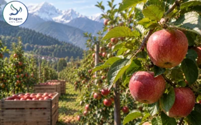 Apple in Himachal and Kashmir: bitter pit is decided in June