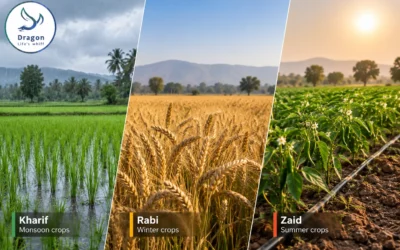 Kharif, rabi and zaid: three seasons, three different problems